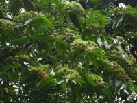 Commersonia obliqua image