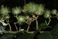 Commersonia obliqua image