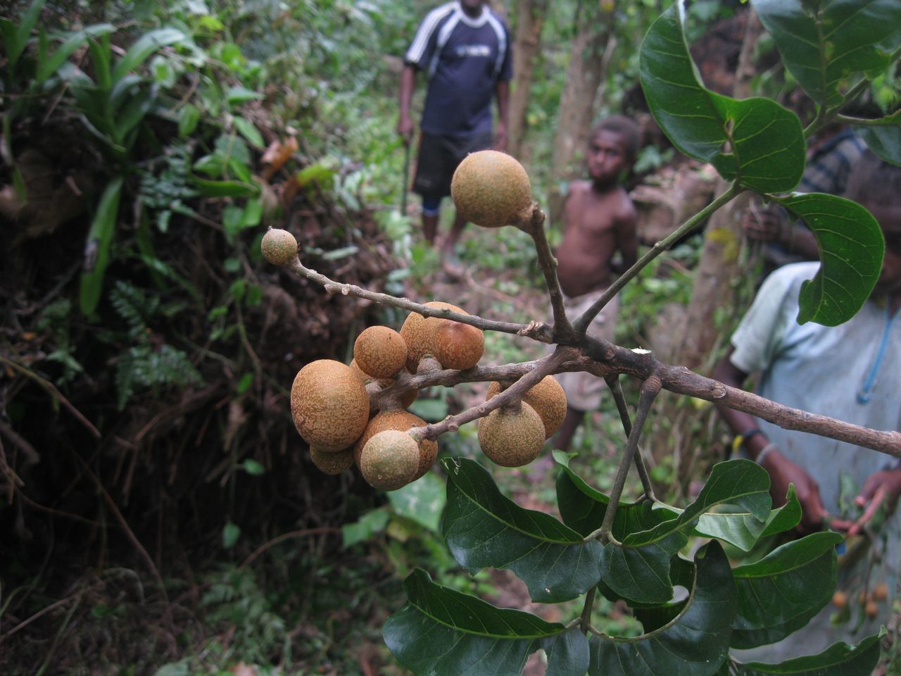 Dysoxylum mollissimum subsp. molle image