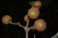 Dysoxylum mollissimum subsp. molle image