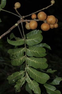 Dysoxylum mollissimum subsp. molle image