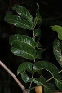 Dysoxylum mollissimum subsp. molle image