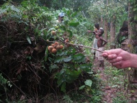 Dysoxylum mollissimum subsp. molle image