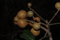 Dysoxylum mollissimum subsp. molle image