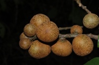 Dysoxylum mollissimum subsp. molle image