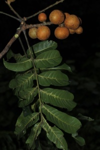 Dysoxylum mollissimum subsp. molle image