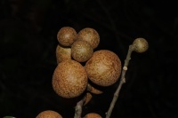 Dysoxylum mollissimum subsp. molle image