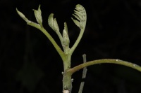 Dysoxylum mollissimum subsp. molle image