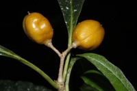 Image of Pittosporum campbellii