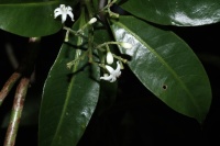 Image of Psychotria nacdado