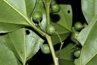 Celtis paniculata image