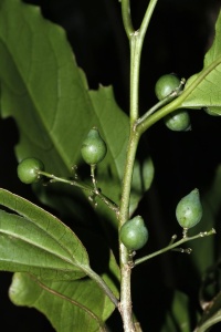 Celtis paniculata image