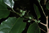 Celtis paniculata image