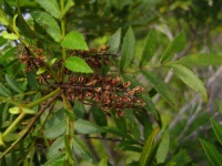 Image of Pterophylla denhamii