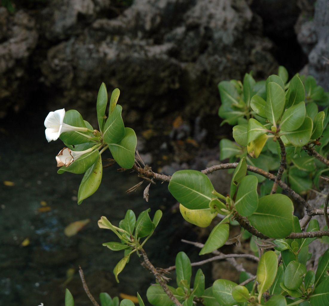 Rubiaceae image