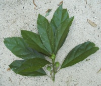 Cleidion javanicum image