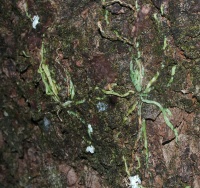 Image of Taeniophyllum fasciola