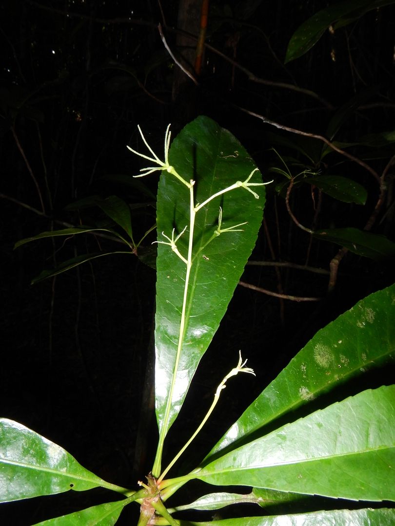 Cleidion vieillardii image