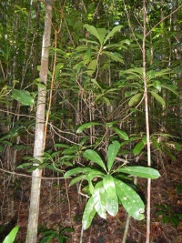 Cleidion vieillardii image