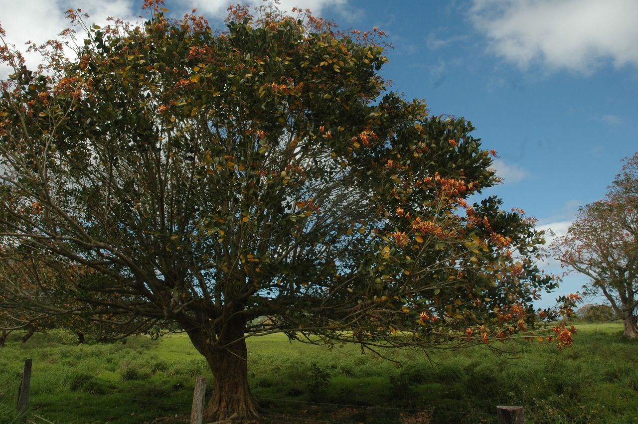 Erythrina fusca image