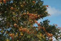 Erythrina fusca image