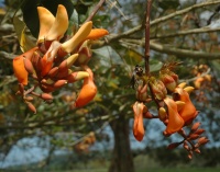 Erythrina fusca image