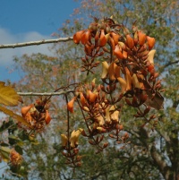 Erythrina fusca image