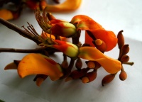 Erythrina fusca image