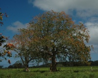 Erythrina fusca image