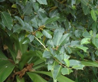 Ficus tinctoria image