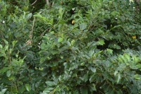 Ficus tinctoria image