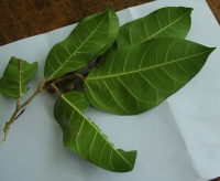 Ficus tinctoria image