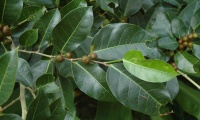 Ficus tinctoria image