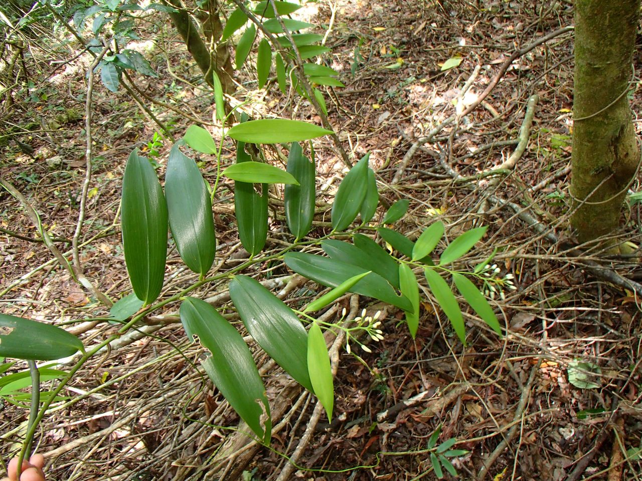 Asphodelaceae image