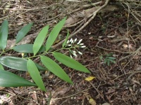 Geitonoplesium cymosum image