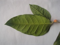 Ficus tinctoria image