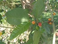 Ficus tinctoria image