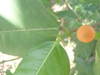 Ficus tinctoria image