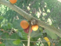 Ficus tinctoria image