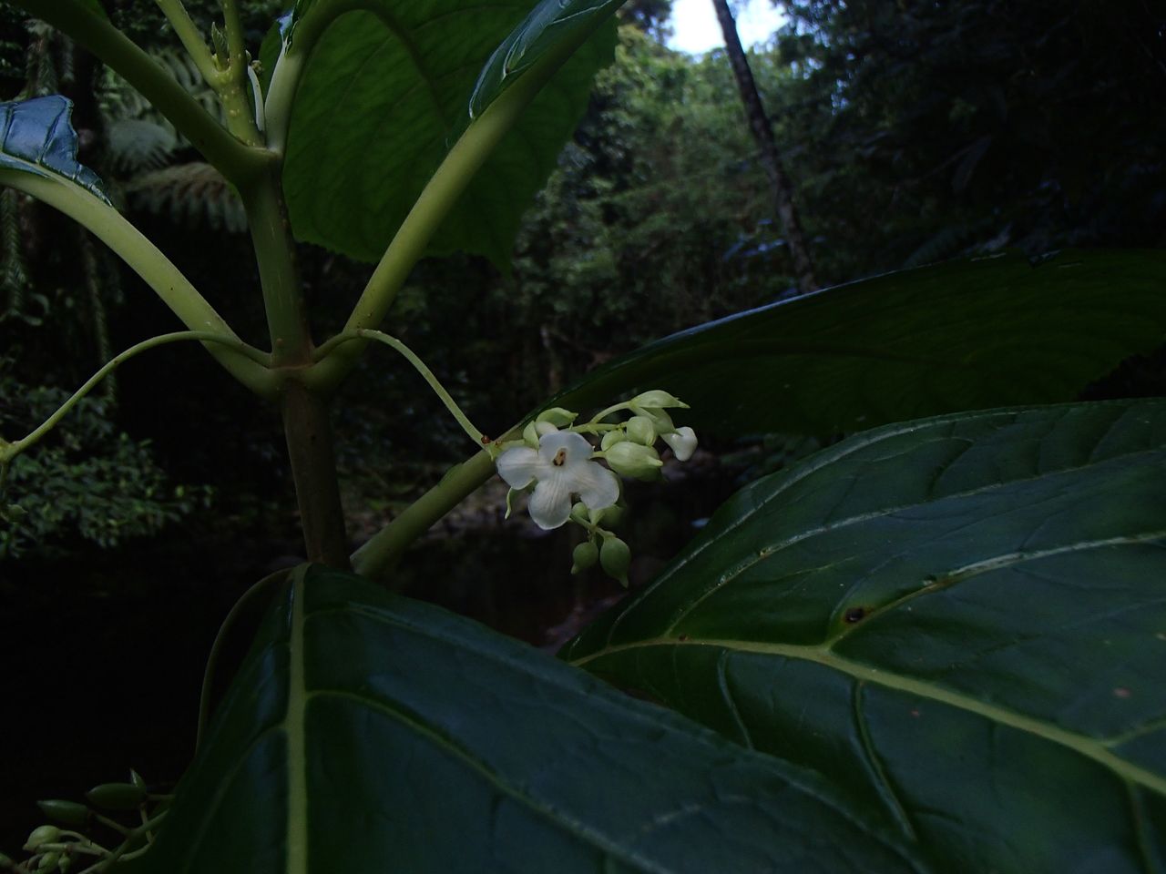 Gesneriaceae image