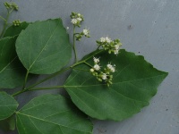 Cordia dichotoma image