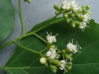 Cordia dichotoma image