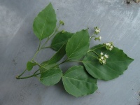 Cordia dichotoma image