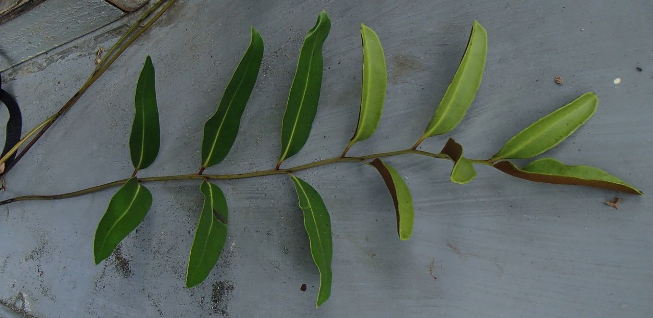 Pteridaceae image