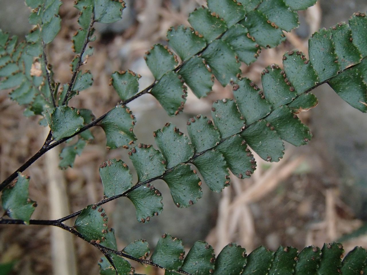 Adiantum hispidulum image