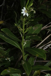 Image of Scaevola cylindrica