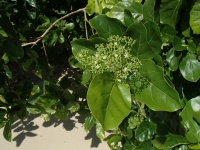 Image of Premna serratifolia