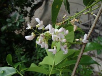 Derris trifoliata image