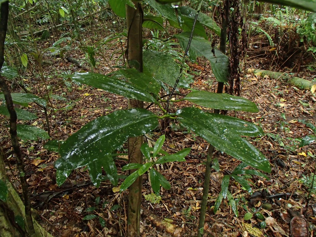 Clusiaceae image