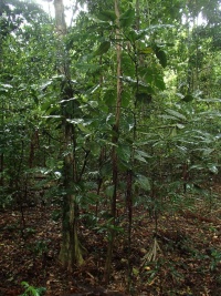 Garcinia pseudoguttifera image